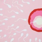 Discover how long human sperm survive inside and outside the body. Learn about the critical factors like moisture and energy that determine their remarkable lifespan.