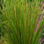 Discover the health benefits of lemongrass, from traditional tea remedies to powerful bioactive compounds like citral that support digestion and modern pharmaceutical research.