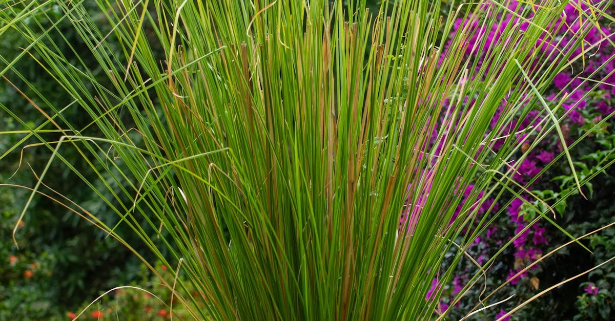 Discover the health benefits of lemongrass, from traditional tea remedies to powerful bioactive compounds like citral that support digestion and modern pharmaceutical research.