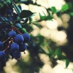 blueberry compound pterostilbene protects PPARδ protein, reducing myosteatosis fat buildup in muscle cells and boosting fat oxidation.
