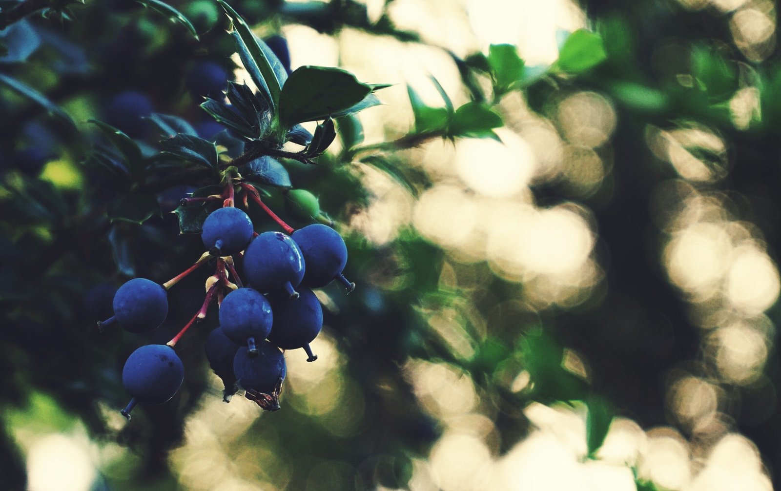 blueberry compound pterostilbene protects PPARδ protein, reducing myosteatosis fat buildup in muscle cells and boosting fat oxidation.