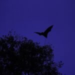 A silhouette of a bat in flight against a twilight sky, with tree foliage below.