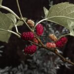 Wroclaw Medical University review finds mulberry polyphenols and polysaccharides boost beneficial gut bacteria and short-chain fatty acids improving glucose regulation.