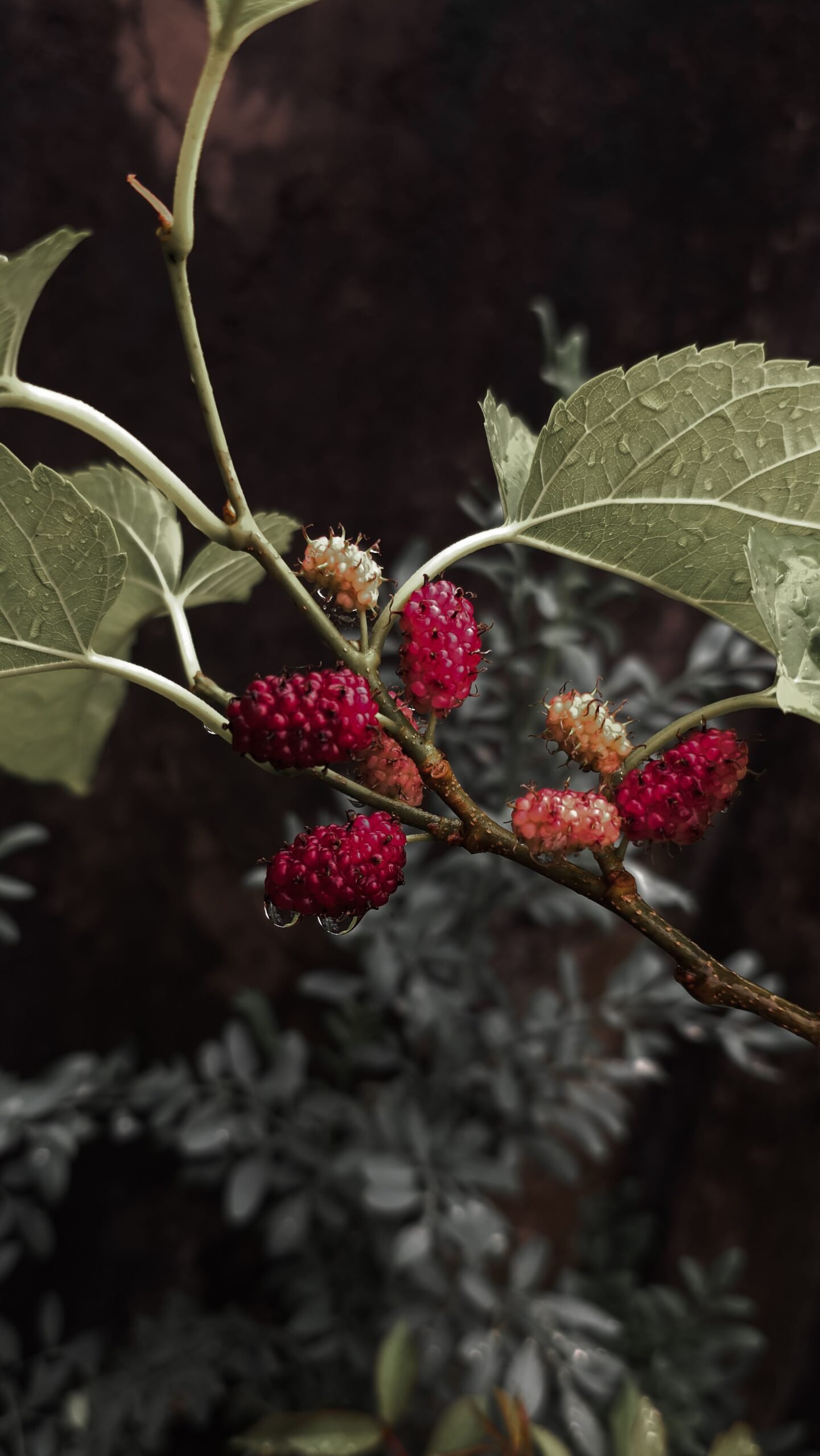 Wroclaw Medical University review finds mulberry polyphenols and polysaccharides boost beneficial gut bacteria and short-chain fatty acids improving glucose regulation.