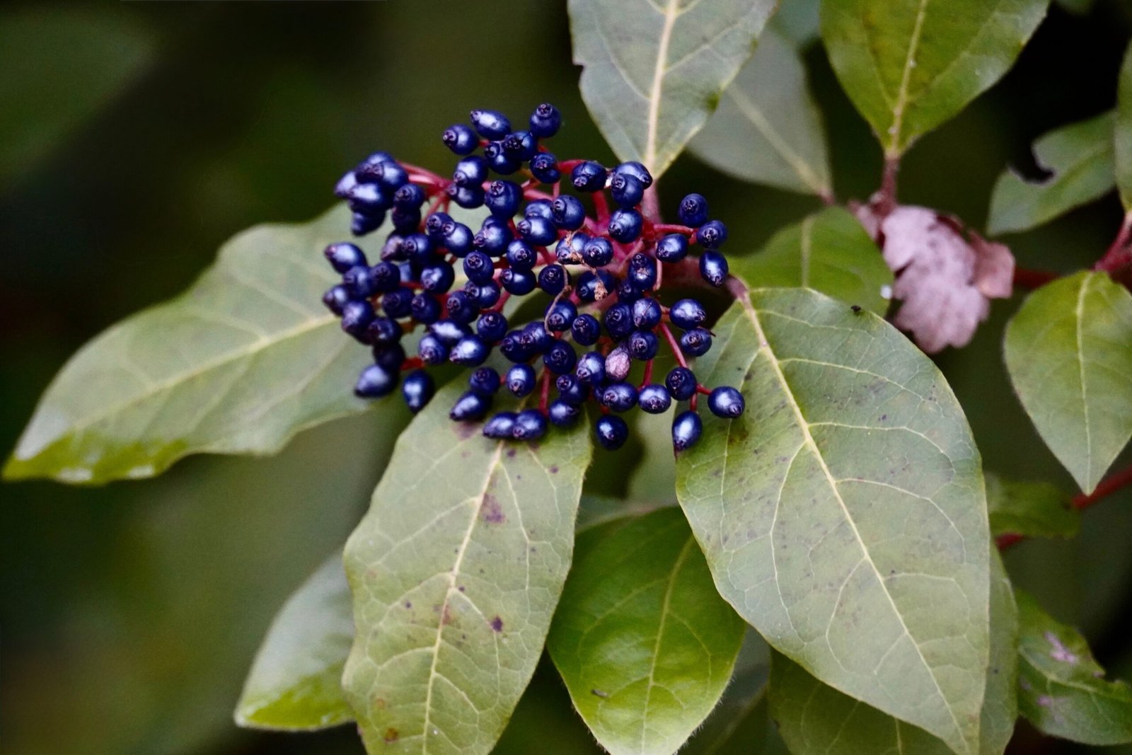 Maqui Berry