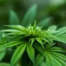King's College London review of 63 studies with 265,000 people finds cannabis users twice as likely to commit violence and 1.5 times more likely to experience it, but study does not prove causation.