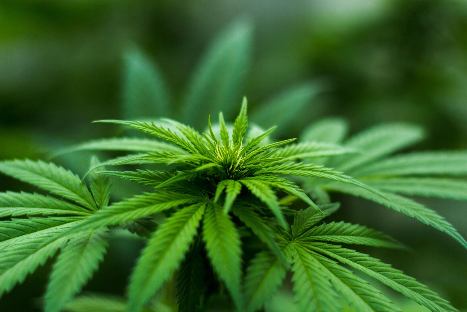 King's College London review of 63 studies with 265,000 people finds cannabis users twice as likely to commit violence and 1.5 times more likely to experience it, but study does not prove causation.